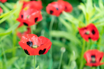 Ladybird poppy flowers in field
