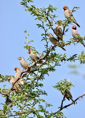 Red-headed Finch, Kgalagadi, South Africa