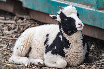 Adorable baby sheep lamb with black and white fluffy fur sitting on ground in farm yard close-up....