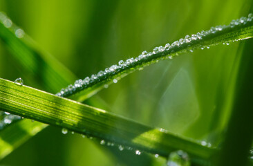 Naklejka premium Drops of rain or dew on grass on a green grasson a blurred background. Natural background. Blur background of green grass with dew drops on meadow. Shallow depth of field. Focus on central drops
