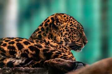 Leopard with nice fur, peaceful portrait view. Extant species in genus Panthera. Wild cat with dotted fur posing. Blurred green background