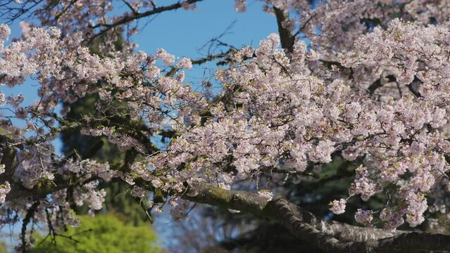 Handheld close up of cherry tree branches with fully bloomed pink flowers in spring, Vancouver, British Columbia, Canada