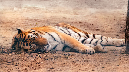 A tiger with orange fur with black stripes sleeps peacefully on the ground. Close view with blurred natural background. Wild animals, big cat