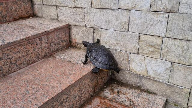 A motivated and assertive turtle fails to climb stairs.