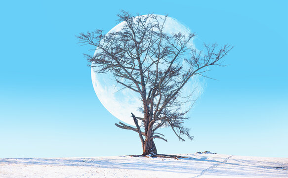 Dead lone tree is covered by snowfall in a winter landscape, with full moon - Siberia "Elements of this image furnished by NASA"