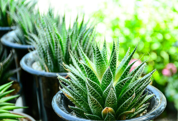 aloe vera plant