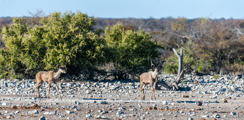 A group of greater kudu -Tragelaphus strepsiceros- Walking nervously around a waterhole in Etosha...