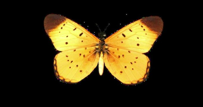 An animated golden  brown butterfly on an alpha channel.