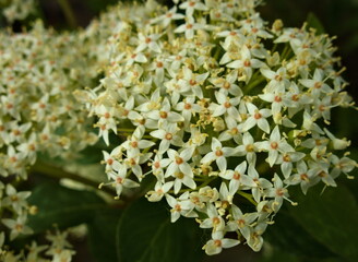 White star shaped flower bush, white flower stock photo.