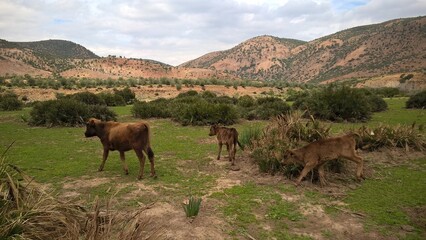 Des vaches dans la savane au Tchad en Afrique
