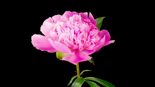 Peony Blossoms. Time Lapse of Opening Beautiful Pink Peony Flowers on Black Background. 4K.