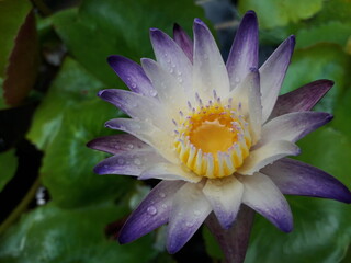 Tropical water lily purple joy image