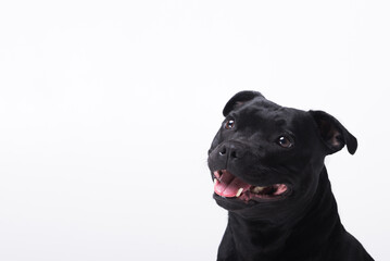 Smiling cheerful happy dog Staffordshire bull terrier on a white background, a banner for advertising. Concept of pets, pet care, veterinary medicine, grooming, pet supplies - 509820364