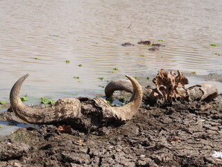 Restes d'animaux morts au bord d'une rivière en Afrique
