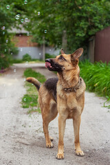 German Shepherd playing with soap bubbles outdoors in summer. A beautiful shepherd dog against the background of green grass looks curiously at the soap bubbles flying around her and licks her lips.