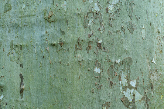 khaki tree bark texture. Seamless background. natural pattern of sycamore bark