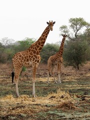 des girafes sauvages en Afrique