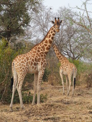 Naklejka na ściany i meble des girafes sauvages en Afrique