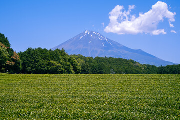 Fototapeta premium Fresh green tea field in a spring morning with Mt Fuji in the background. Best spot photo in Shizuoka, japan