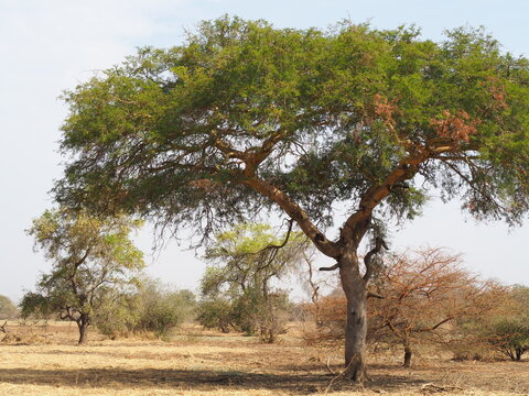 paysage sauvage dans le Sahel Africain