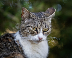 Obraz premium Here are my best cat photos taken over the last couple of years with different lenses such as the Sony 135mm F/1.8 and the Sony 70-200mm F/2.8