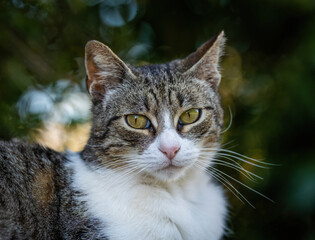 Fototapeta premium Here are my best cat photos taken over the last couple of years with different lenses such as the Sony 135mm F/1.8 and the Sony 70-200mm F/2.8