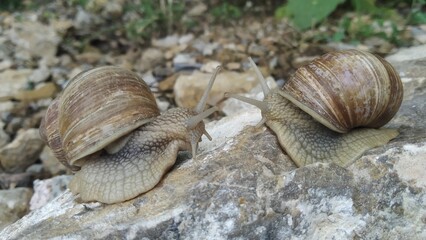 Snails