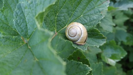 Snail