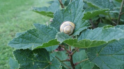 Snail