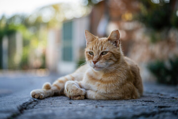 Here are my best cat photos taken over the last couple of years with different lenses such as the...
