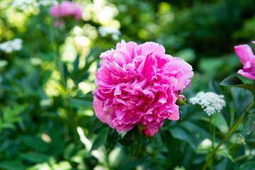 Fototapeta premium peonies flowers in summer on a flowerbed