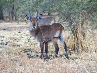 Une antilope sauvage en Afrique