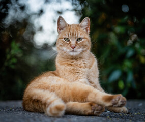 Fototapeta premium Here are my best cat photos taken over the last couple of years with different lenses such as the Sony 135mm F/1.8 and the Sony 70-200mm F/2.8