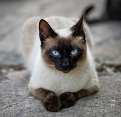 Here are my best cat photos taken over the last couple of years with different lenses such as the...