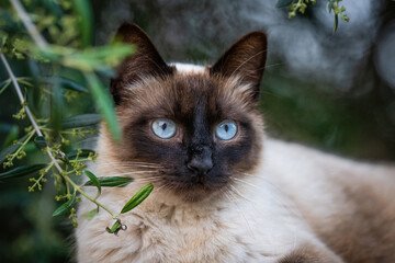 Here are my best cat photos taken over the last couple of years with different lenses such as the...