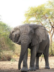 éléphant  sauvage en Afrique