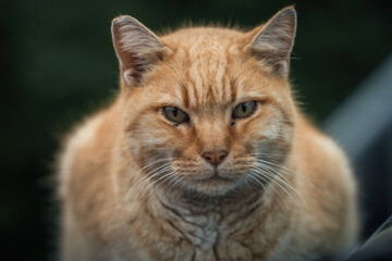 Here are my best cat photos taken over the last couple of years with different lenses such as the Sony 135mm F/1.8 and the Sony 70-200mm F/2.8