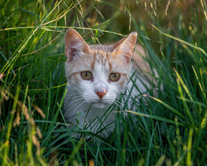 Here are my best cat photos taken over the last couple of years with different lenses such as the Sony 135mm F/1.8 and the Sony 70-200mm F/2.8