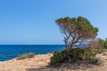 Fototapeta na wymiar Despite rocky soil, some shrubs grow to the size of medium trees, sky and sea show all shades of blue, Ibiza, Balearic Islands, Spain