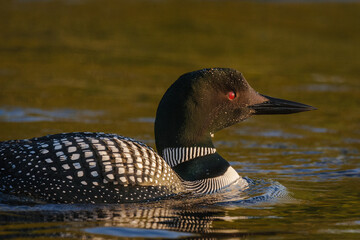 Common Loon close up in early morning light