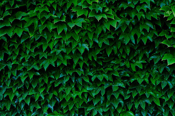 Texture from fresh ivy leaves. Background, wallpaper.