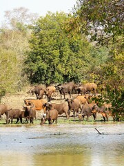 Obraz premium Un troupeau de buffles dans la savane africaine