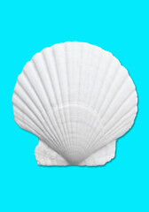 海・夏のイメージ素材に使える、綺麗な白い貝殻