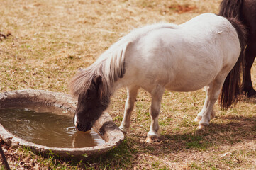 white pony horse drinks water from a trough