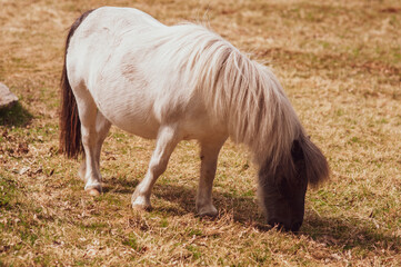 Naklejka na ściany i meble White pony horse grazes in the meadow