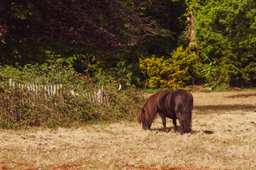 Brown pony grazes in the meadow, eats grass