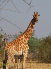 des girafes sauvages en Afrique