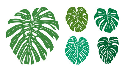Set of flat monstera leaves.