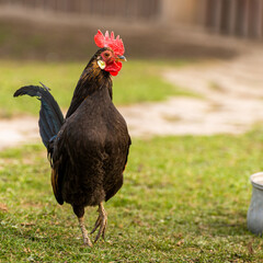 A cock grazing on green backyard grass