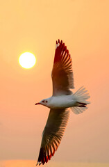 seagull in flight